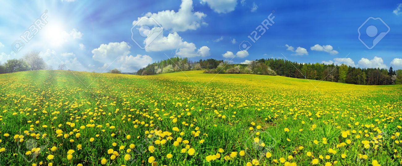 Beautiful spring panoramatic shot with a dandelion meadow and shining sun - 4717774 Beautiful spring panoramatic shot with a dandelion meadow and shining sun - 4717774
