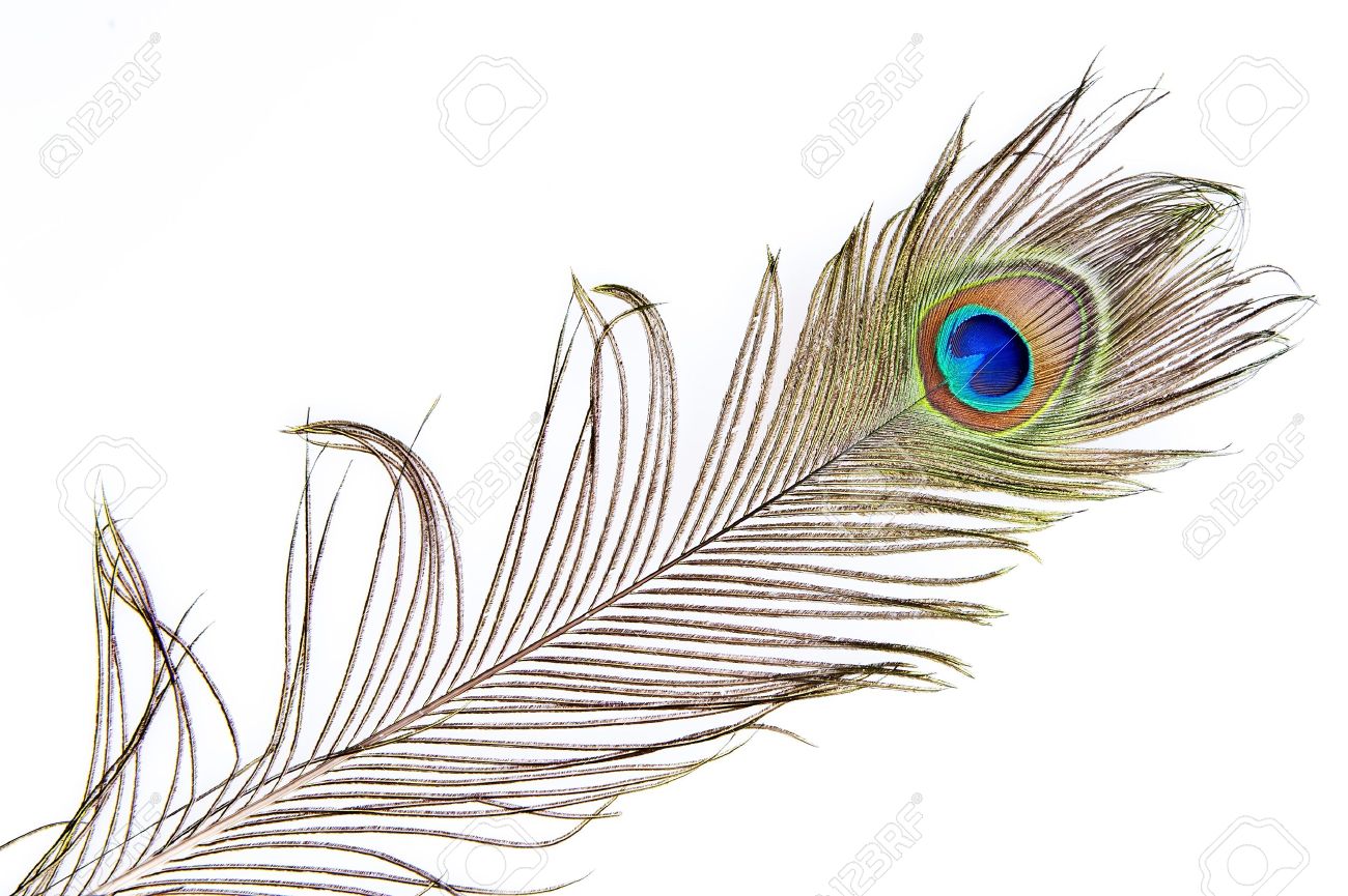 Peacock Feathers Images & Stock Pictures. Royalty Free Peacock decoration, interior design ideas, interior, ideas, design, and home design Pictures Of Peacock Feathers 865 x 1300 Peacock Feathers Images & Stock Pictures. Royalty Free Peacock decoration, interior design ideas, interior, ideas, design, and home design Pictures Of Peacock Feathers 865 x 1300