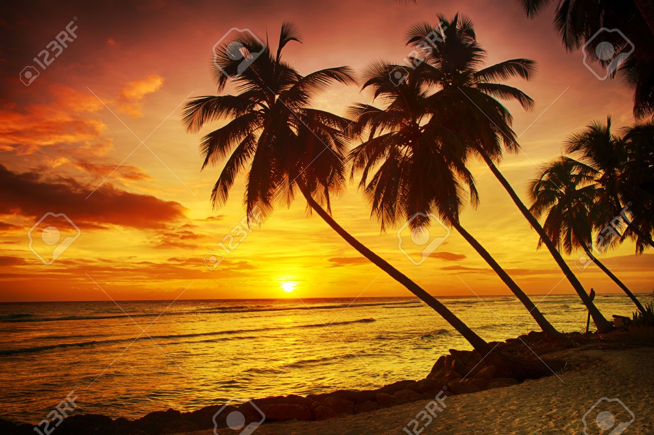 Magnifique Coucher De Soleil Sur La Mer Avec Une Vue A Des Palmiers Sur La Plage De Sable Blanc Sur Une Ile De La Barbade Banque D Images Et Photos Libres De Droits
