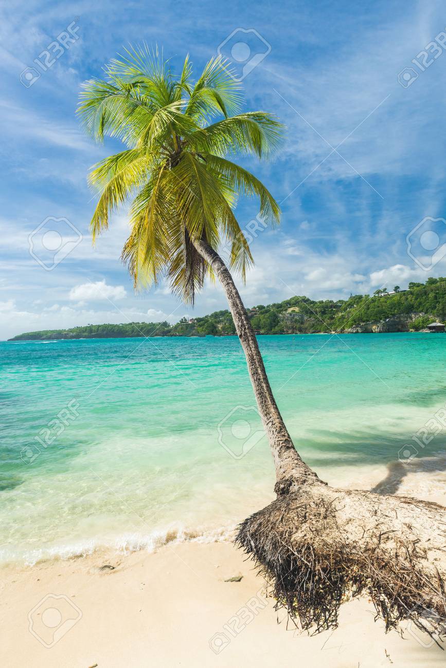 Lonely Coconut Palm Tree On The Caravelle Beach In Sainte Anne