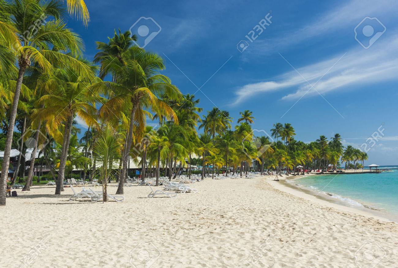 Coconut Palm Trees On The Caravelle Beach In Sainte Anne Guadeloupe