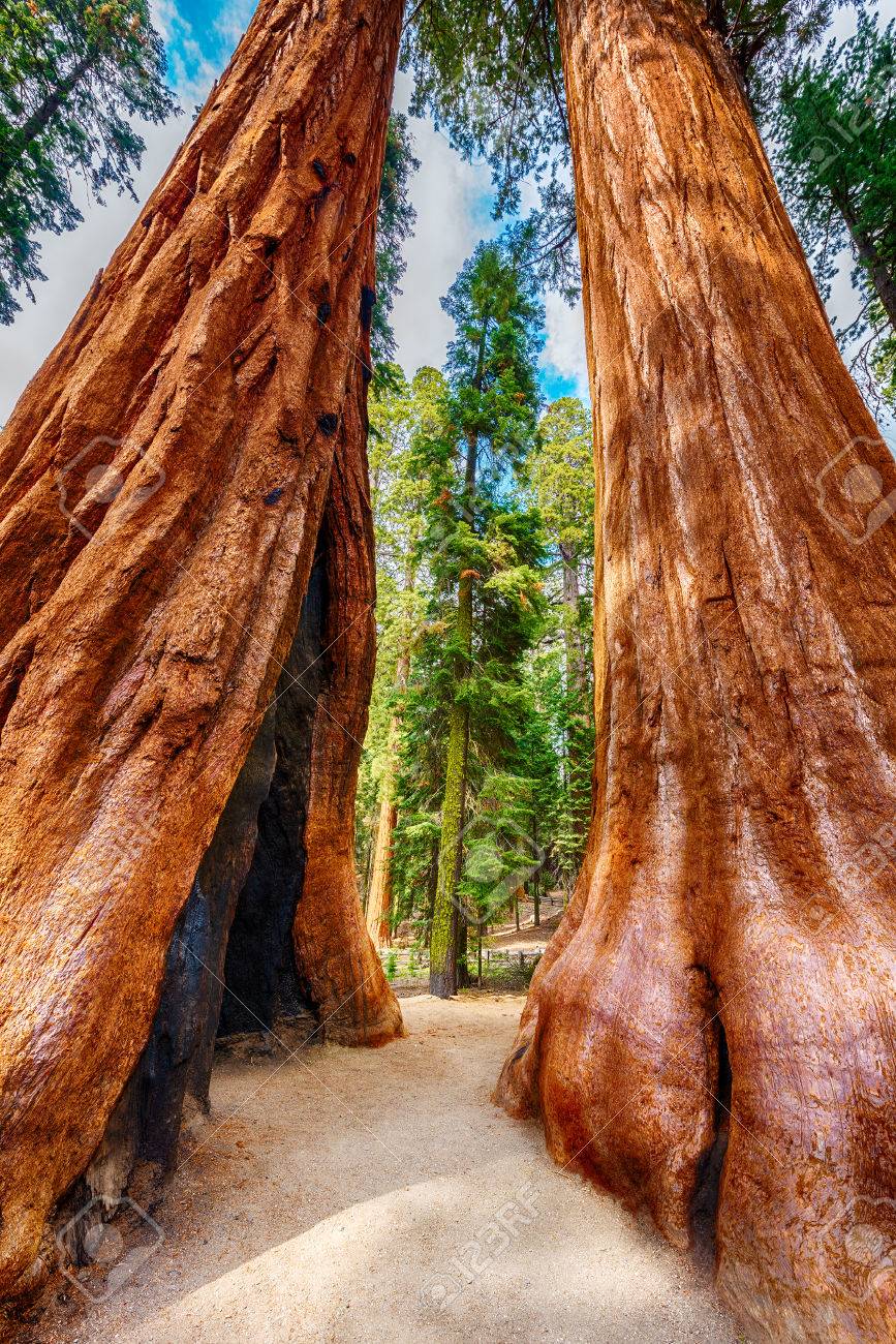 2 ジャイアント セコイアの木 セコイアオスギ セコイア国立公園 カリフォルニア州 米国で Hdr の写真素材 画像素材 Image