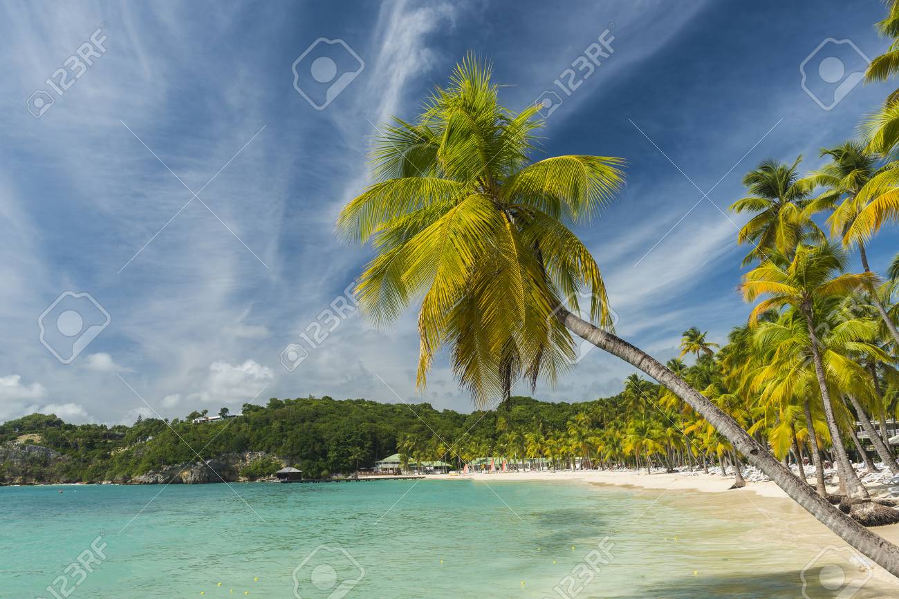 Coconut Palm Trees On The Caravelle Beach In Sainte Anne Guadeloupe