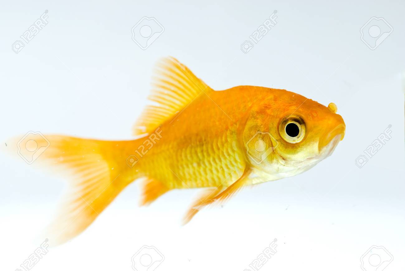 Golden Fish In Water Stock Photo Picture And Royalty Free Image Image Golden Fish In Water Stock Photo Picture And Royalty Free Image Image