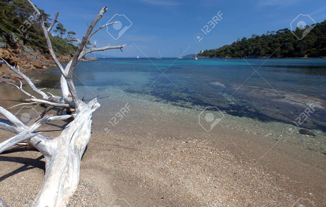 Dead Tree On A Beach On An Island In Mediterranean Sea Port Stock Photo Picture And Royalty Free Image Image