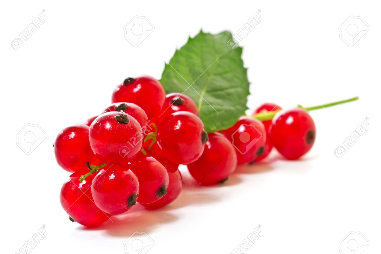 Red currants on a white background - 14929078 Red currants on a white background - 14929078