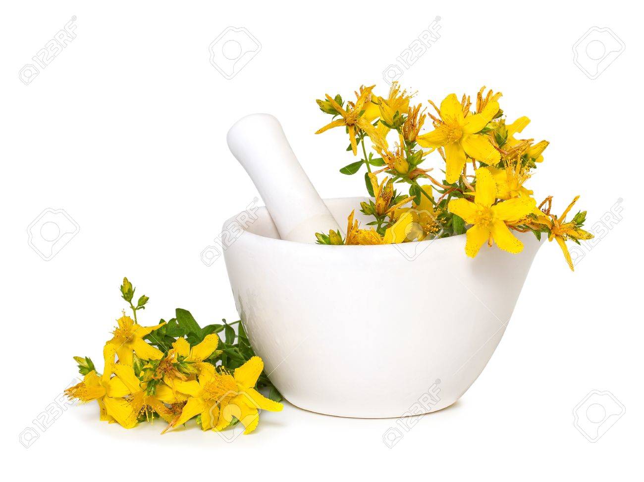 St. John's wort flowers in medical mortar on a white background - 20951757 St. John's wort flowers in medical mortar on a white background - 20951757