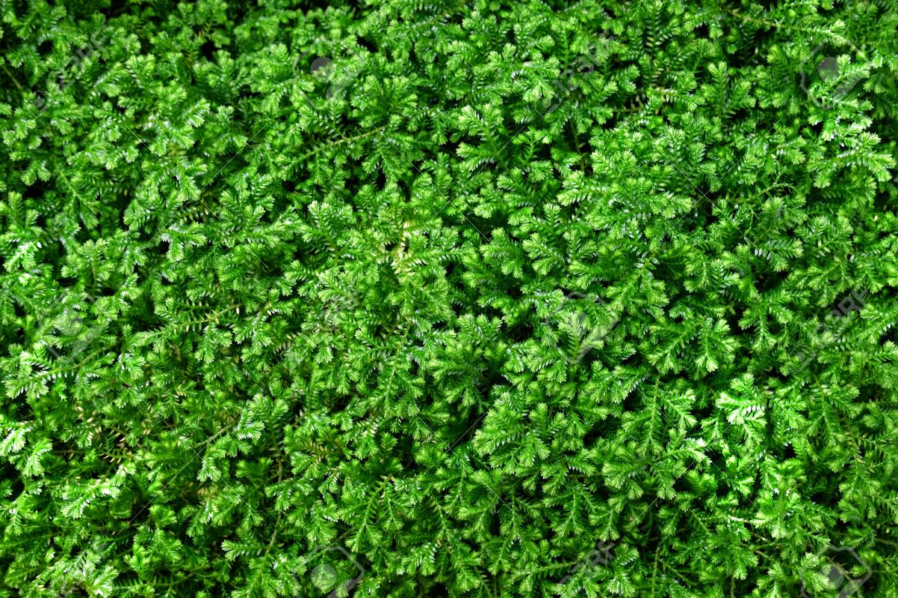 Natural green little plant background. - 123545291 Natural green little plant background. - 123545291