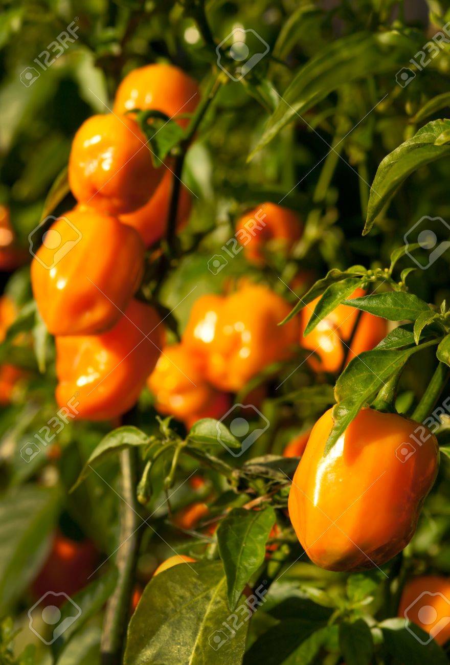 Archivio Fotografico , Peperoni Habanero (Capsicum chinense) in crescita per le piante