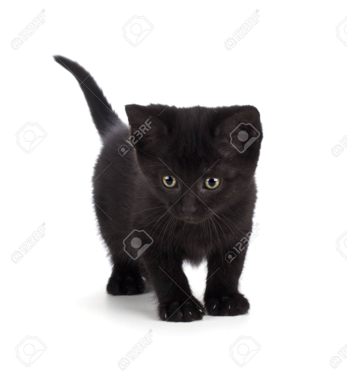 Scary Black Kitten With Green Eyes Isolated On White. Stock Photo, Picture  and Royalty Free Image. Image 31962943., image size:1193x1300