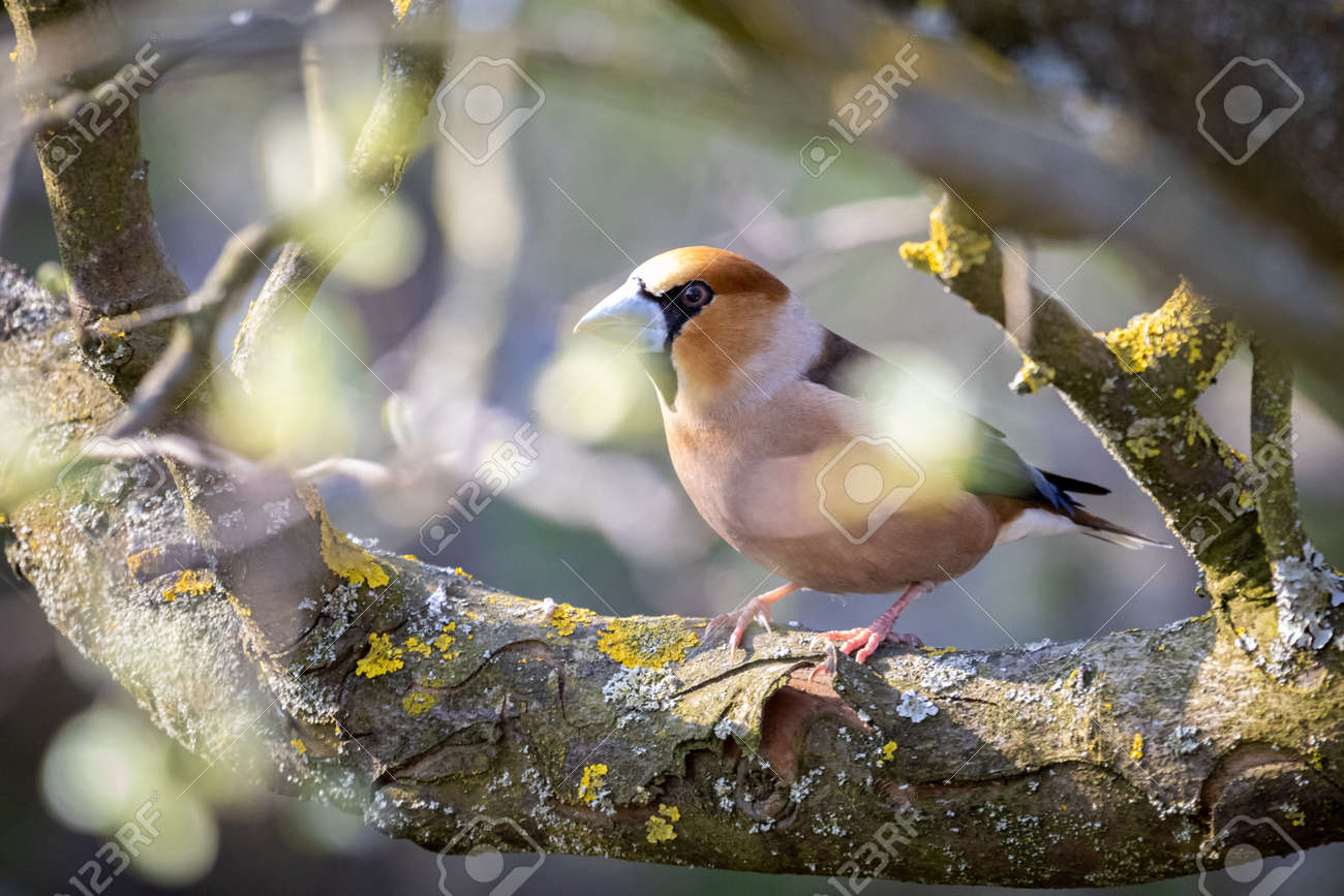 etiam-dictum-ipsum-a-felis