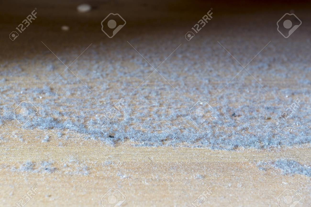 ベッドの下に木の床を家のほこり ほこりや汚れとベッドの下に木製の床に崩れ の写真素材 画像素材 Image