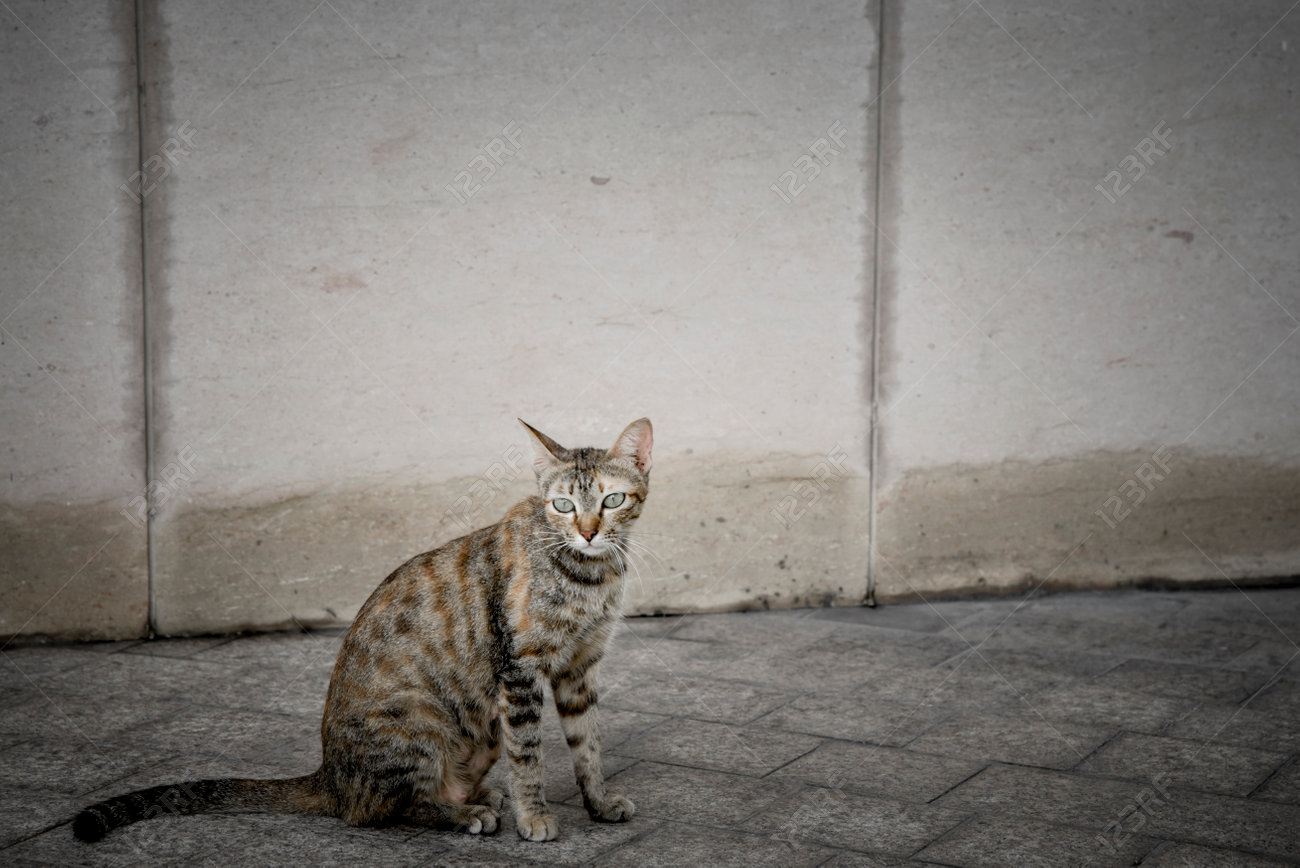 etiam-dictum-ipsum-a-felis