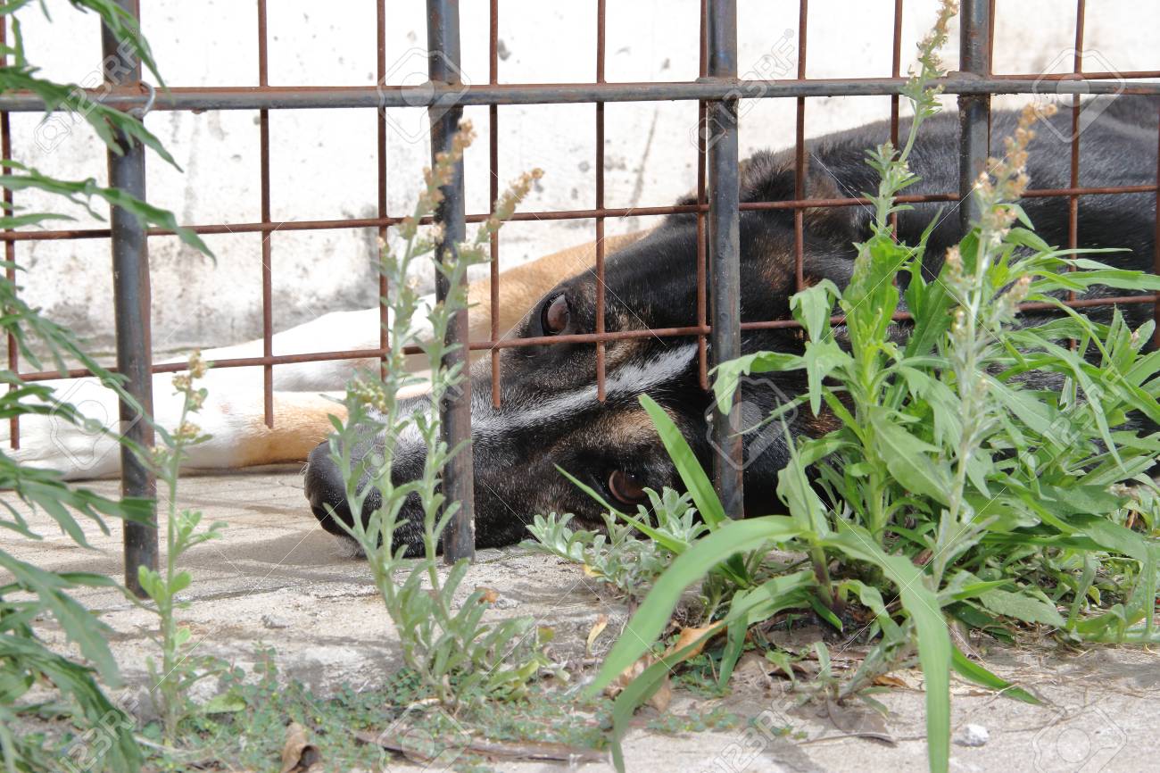 犬は動物虐待や虐待の犠牲者を閉じ込めた の写真素材 画像素材 Image