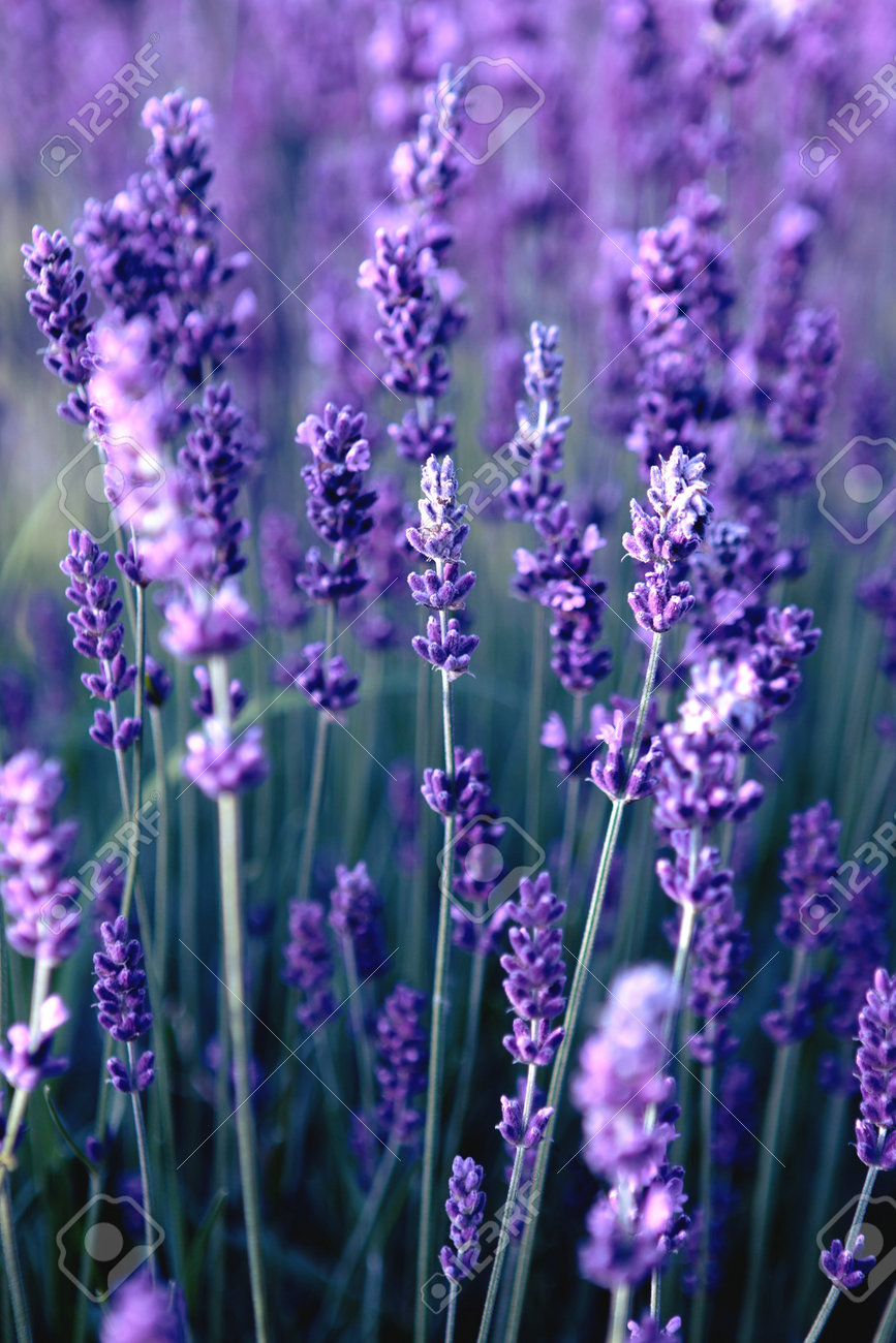 Closeup Of Lavender Flower Field At Sunset Rays Stock Photo, Picture and  Royalty Free Image. Image 178549087., image size:867x1300