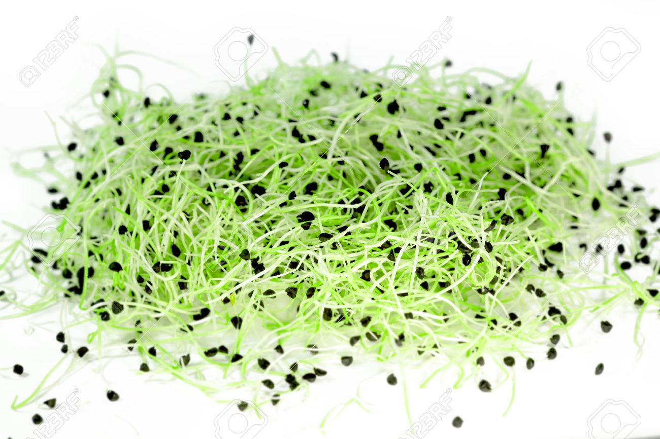 Onion germs