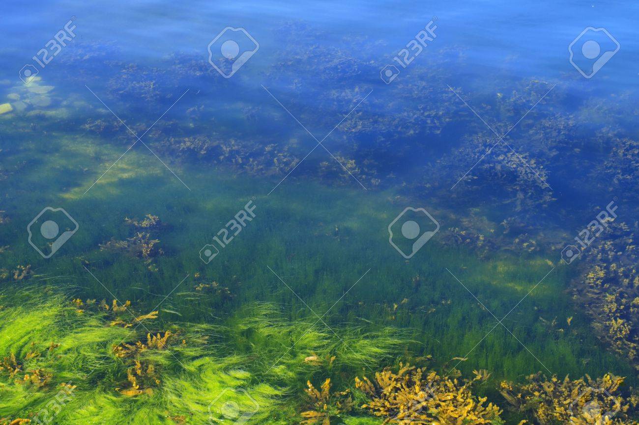 Green And Yellow Algae In The Ocean Floor Stock Photo Picture And