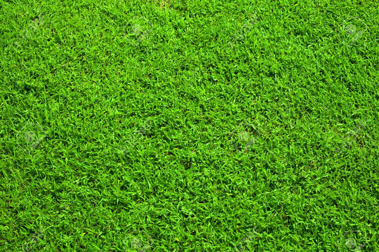 Grunen Rasen Hintergrund Lizenzfreie Fotos Bilder Und Stock Fotografie Image