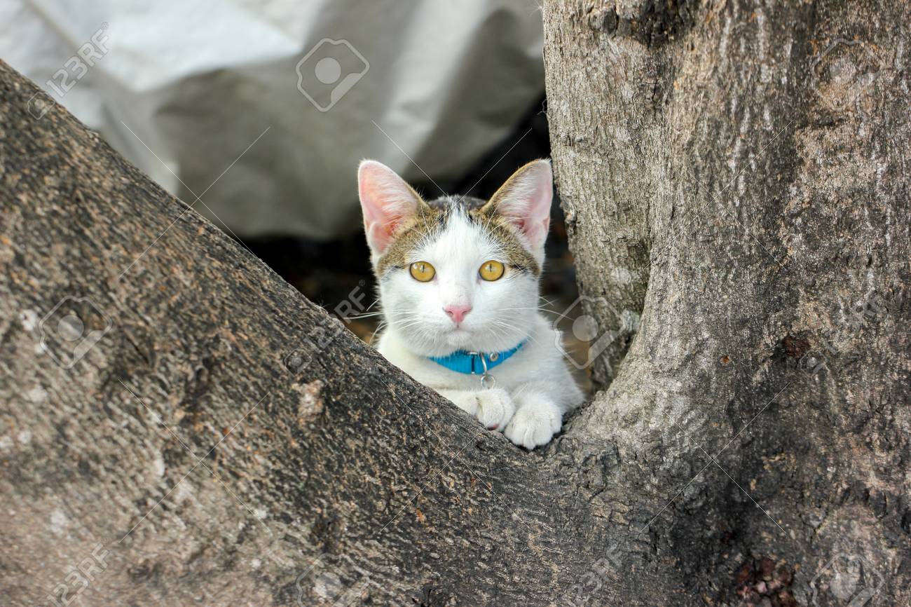 Chat Blanc Et Gris Regarde La Caméra