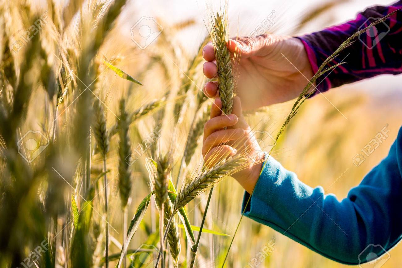 Child and woman holding a ripening ear of wheat growing in an agricultural field in a conceptual image, close up view of their arms and hands. - 32092511 Child and woman holding a ripening ear of wheat growing in an agricultural field in a conceptual image, close up view of their arms and hands. - 32092511