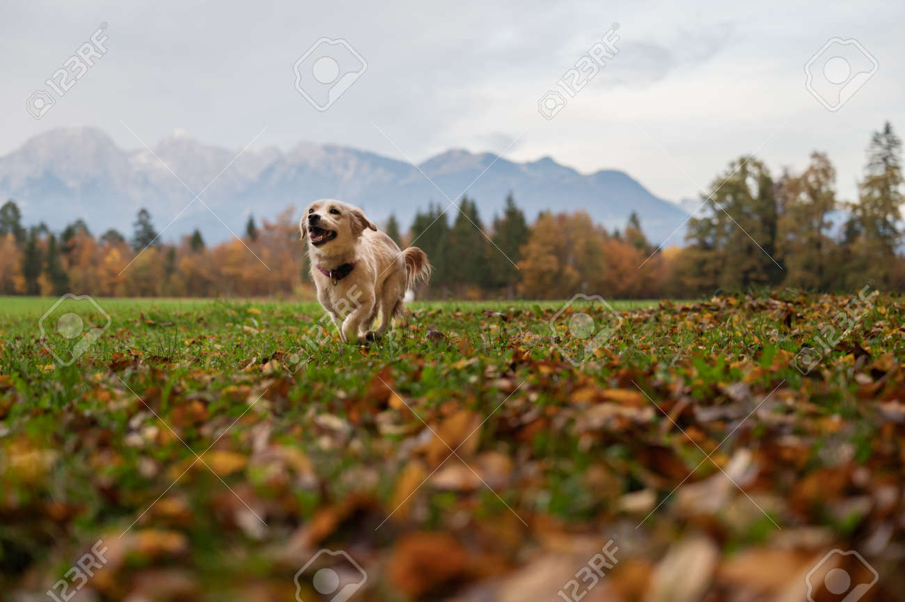 Low angle view of a cute little dog running in beautiful autumn meadow. - 171099180 Low angle view of a cute little dog running in beautiful autumn meadow. - 171099180