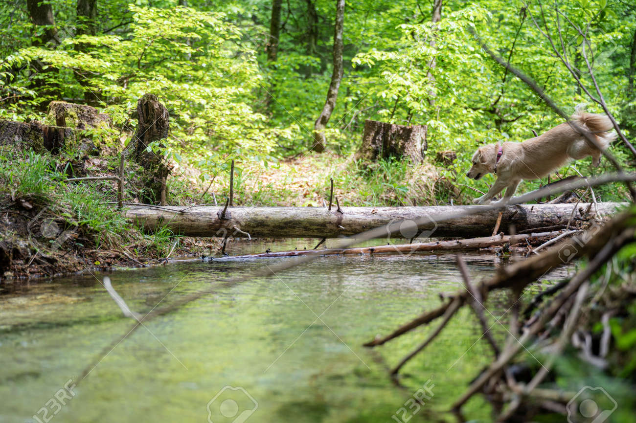 Cute small dog running on a tree trunk across a beautiful creek of clear water. - 171334776 Cute small dog running on a tree trunk across a beautiful creek of clear water. - 171334776