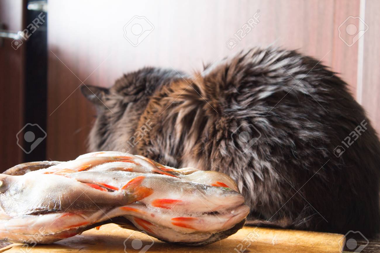 空腹の黒猫は 夕食を待っています 冬の釣りです 川の魚を凍結します の写真素材 画像素材 Image