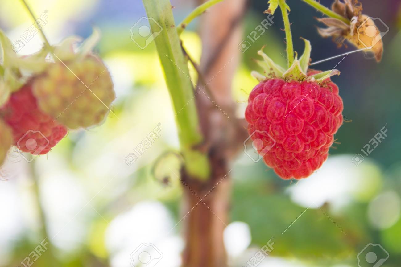 ラズベリー ラズベリー 有機栽培完熟赤と緑のラズベリー 庭で栽培します の写真素材 画像素材 Image