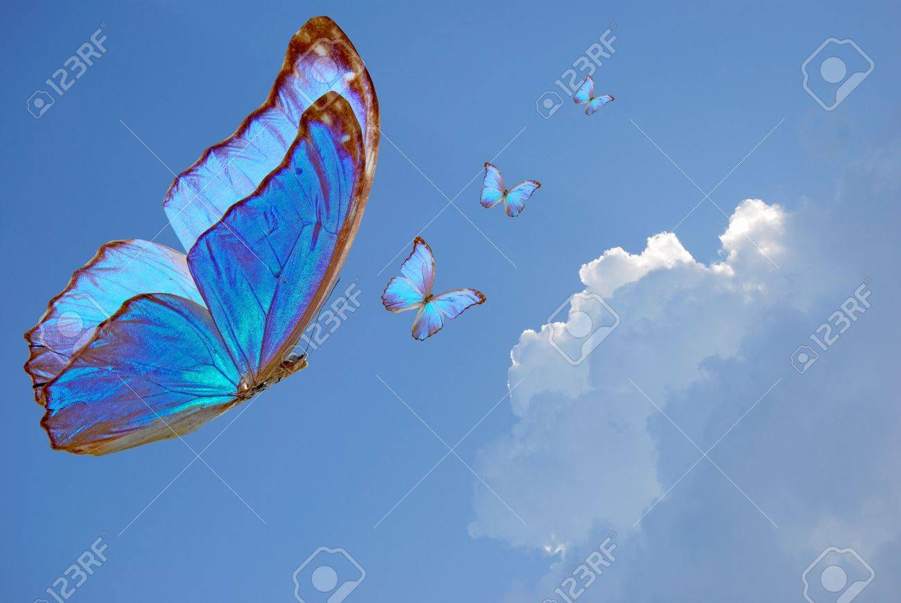 背景の空の青い蝶飛ぶ の写真素材 画像素材 Image