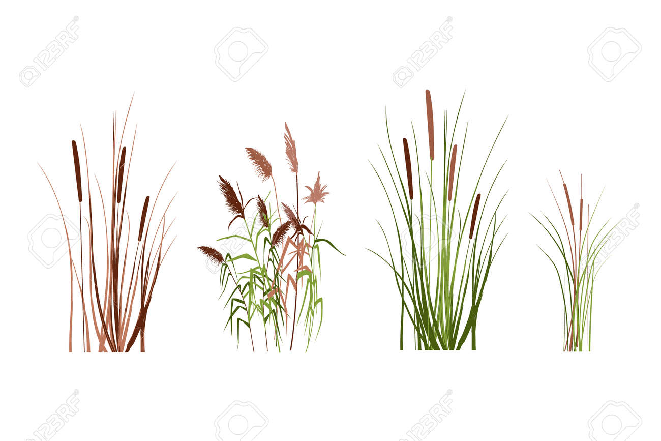 Silhouette Of Reeds, Sedge, Cane, Bulrush, Or Grass On A White Background.Vector  Illustration. Royalty Free SVG, Cliparts, Vectors, and Stock Illustration.  Image 177160126., image size:1300x867