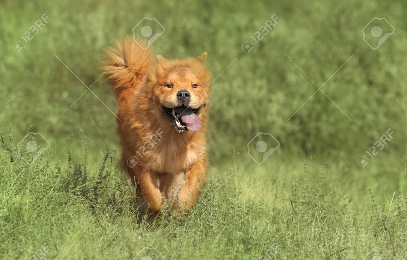 chow chow running