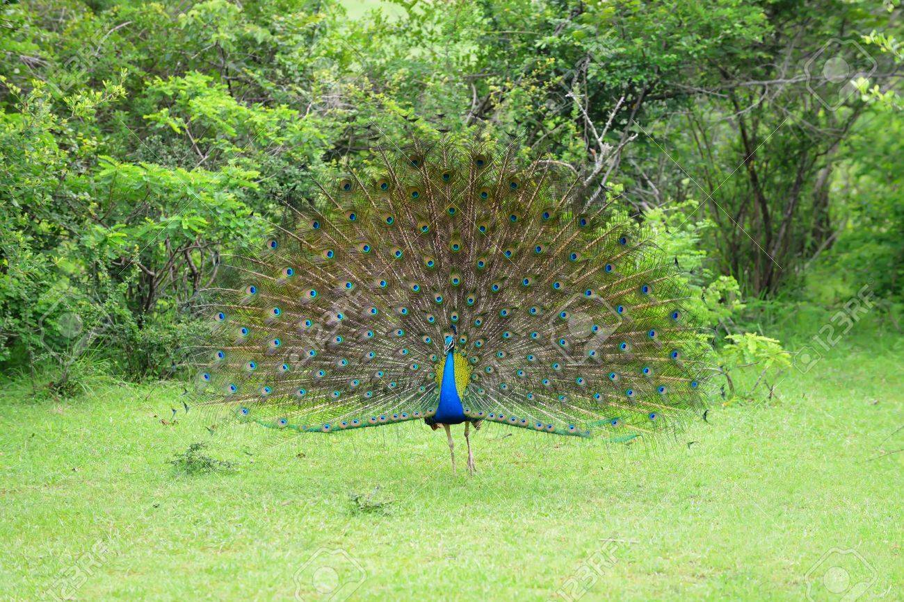 孔雀 野生の鳥 スリランカ国立公園 の写真素材 画像素材 Image