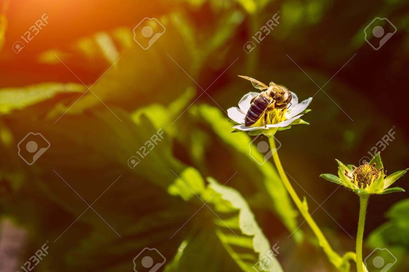 ミツバチは イチゴの花を Pollinates します 白い花に虫 の写真素材 画像素材 Image