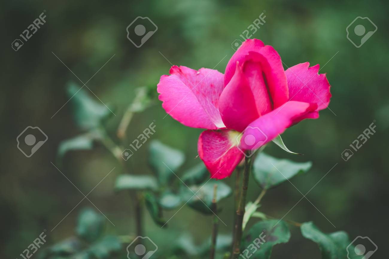 公園で焦点を当てた葉っぱでライラックローズ の写真素材 画像素材 Image 6264