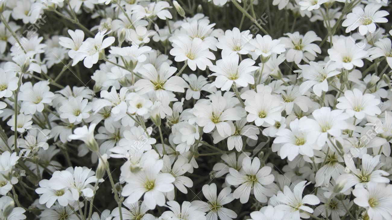 Cerastium 春に小さな白い花 の写真素材 画像素材 Image