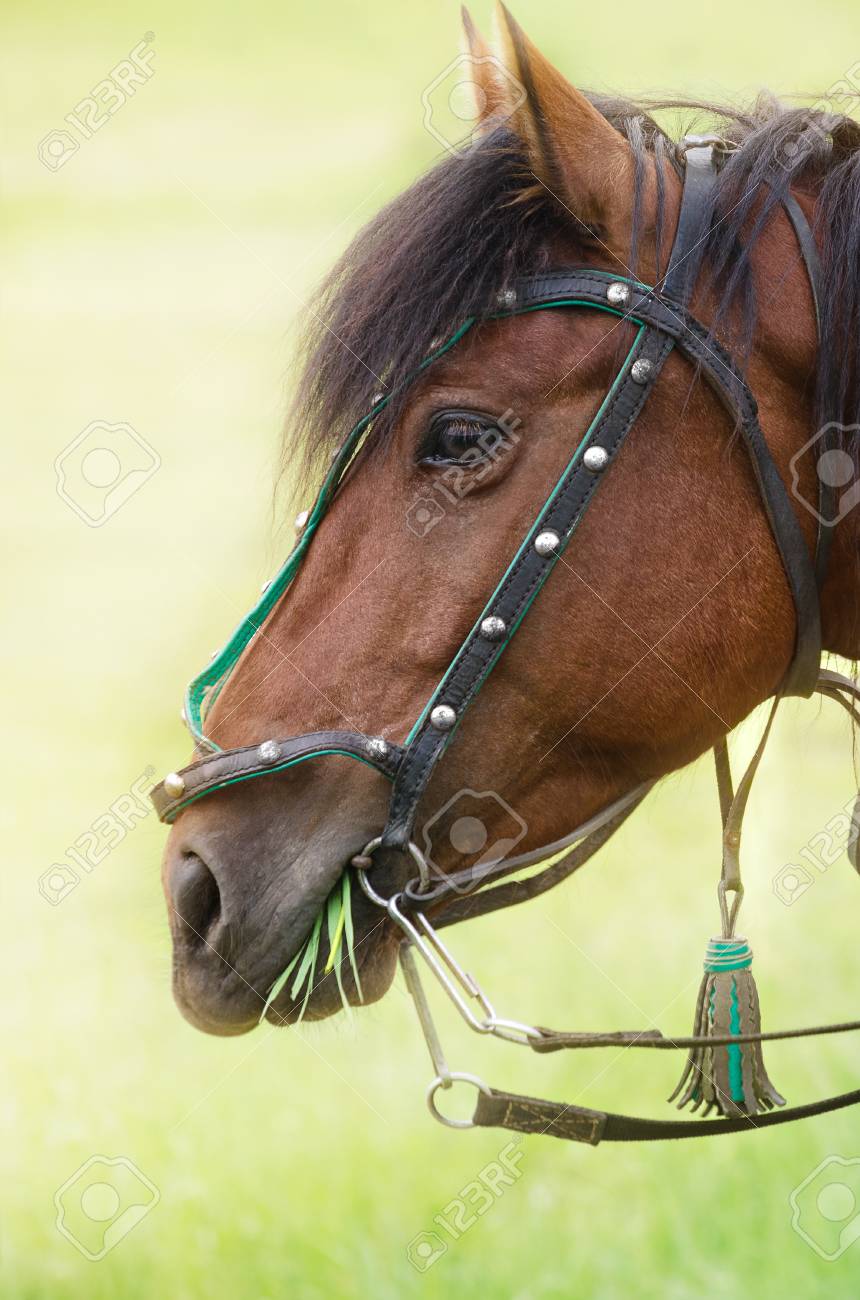 portrait of a horse chewing a bunch of grass in a meadow foto