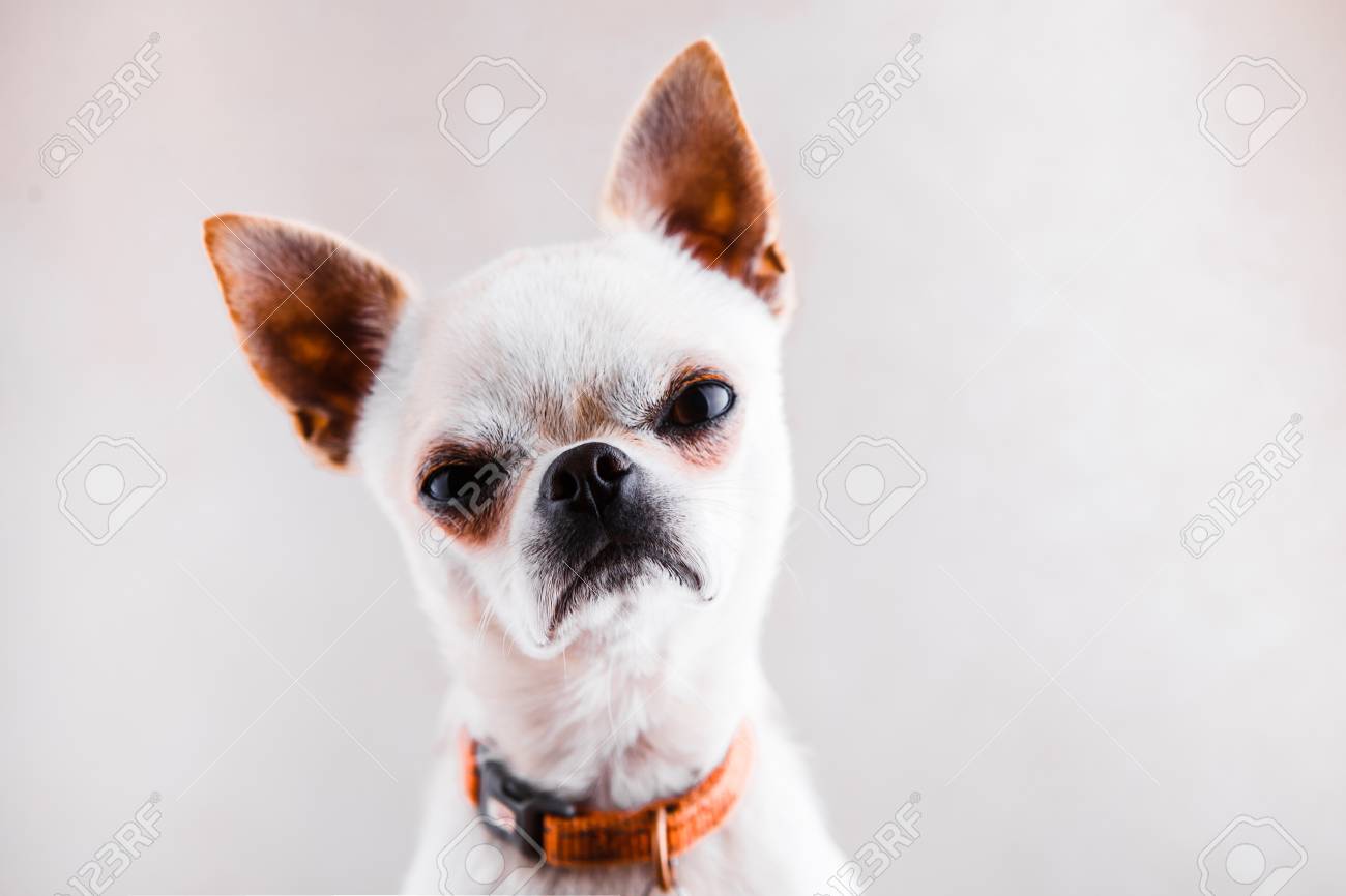 Evil Chihuahua On A Light Gray Background Looks Into The Camera Stock Photo Picture And Royalty Free Image Image Evil Chihuahua On A Light Gray Background Looks Into The Camera Stock Photo Picture And Royalty Free Image Image