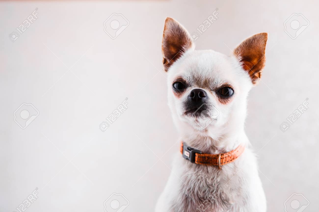 chihuahua with muzzle