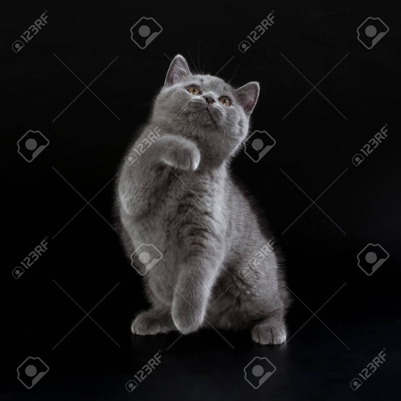 Purebred British Shorthair Blue Kitten On Black Background