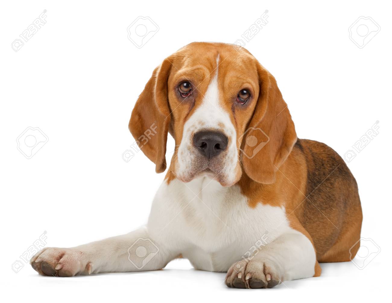 ビーグル犬の子犬は 白い背景で隔離 正面 横になっている カメラ目線 の写真素材 画像素材 Image