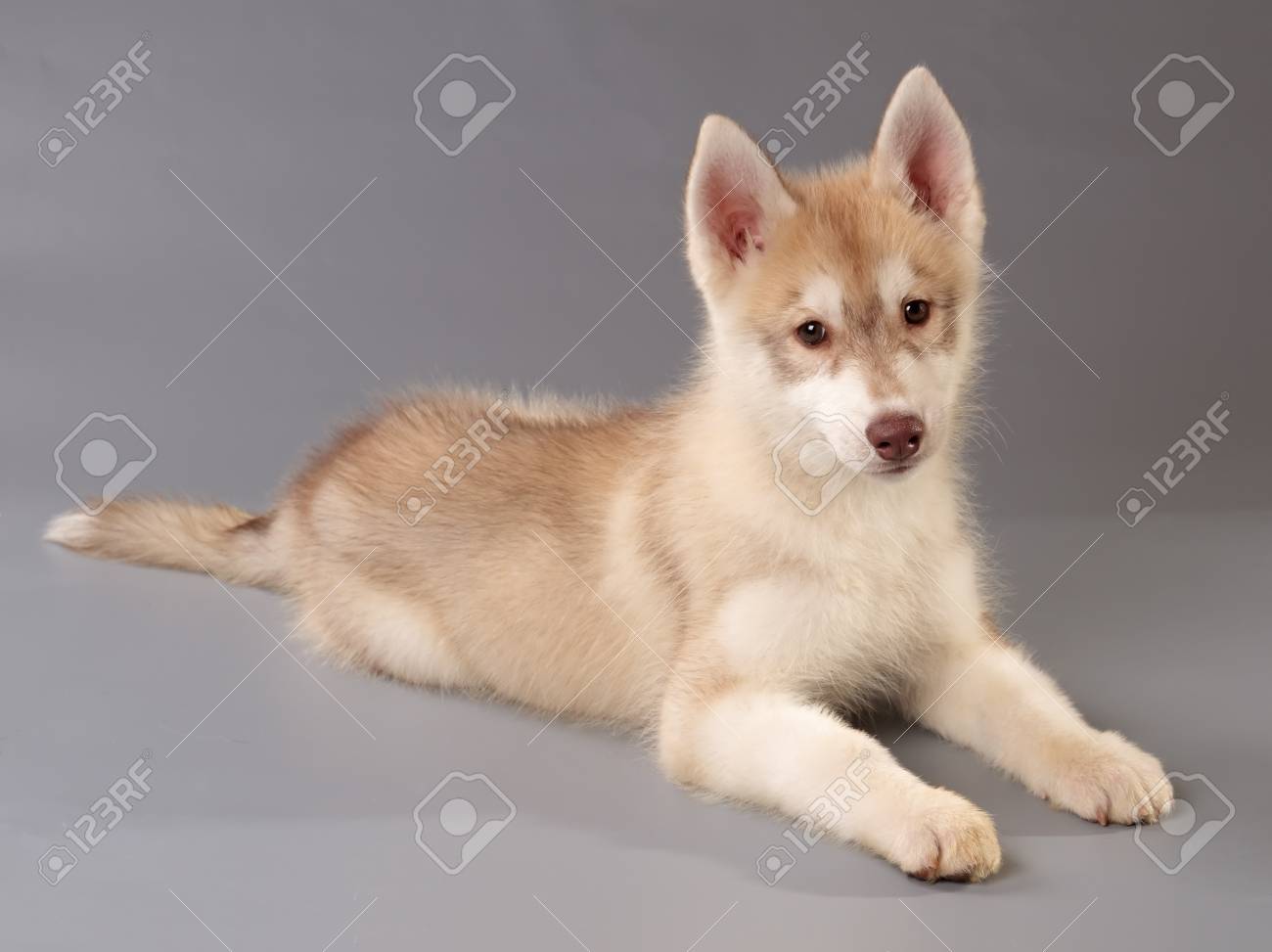 Chiot Husky Siberien Couche Sur Fond Gris Side Et Vue De Face Regardant La Camera Banque D Images Et Photos Libres De Droits Image