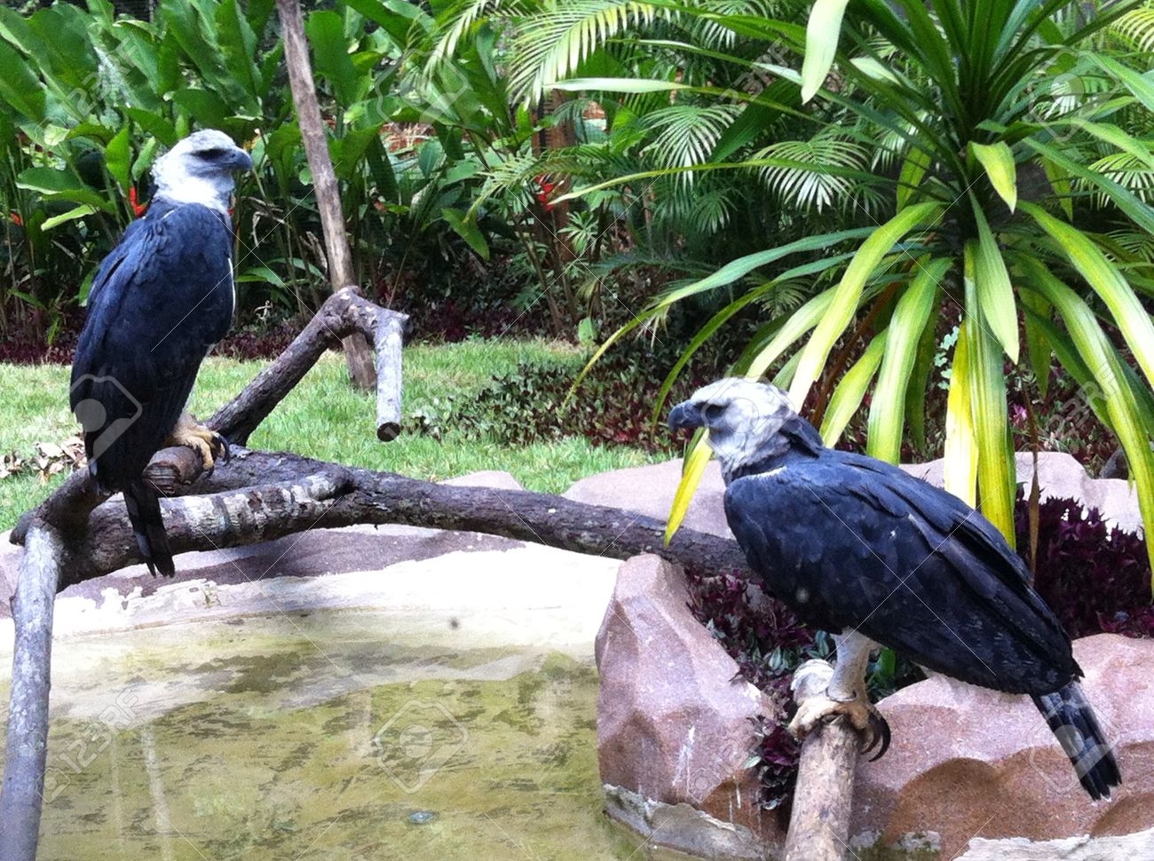 Carajs 動物園 Amaznia ブラジルのオウギワシ の写真素材 画像素材 Image