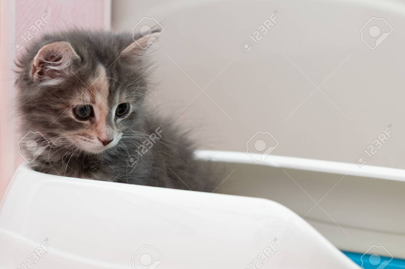 Cute Gray Kitten Is Sitting In Its Litter Box Training A Kitten To The Toilet Stock Photo Picture And Royalty Free Image Image 142637194