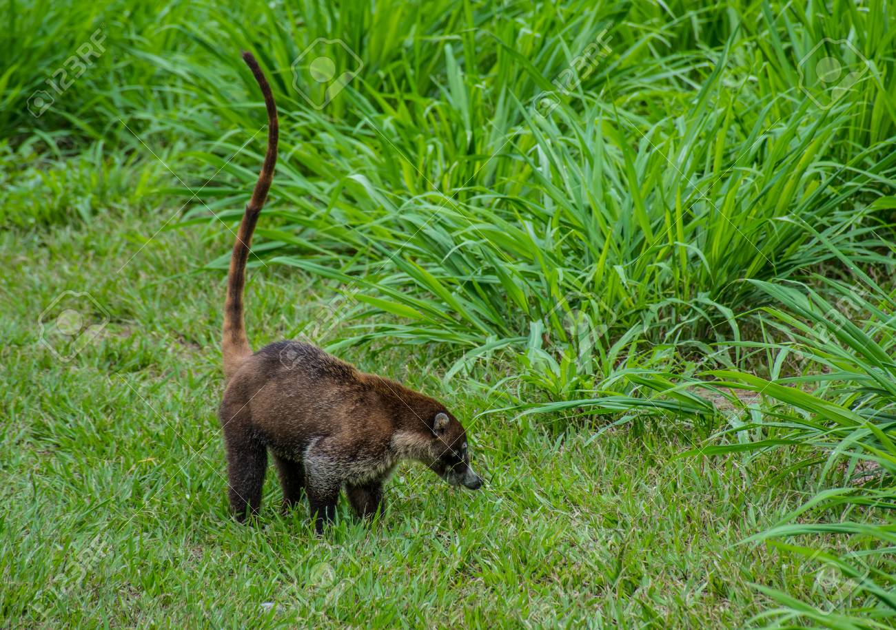 コルコバード国立公園 コスタリカのシレナ駅近くの Nasua の写真素材 画像素材 Image コルコバード国立公園 コスタリカのシレナ駅近くの Nasua の写真素材 画像素材 Image