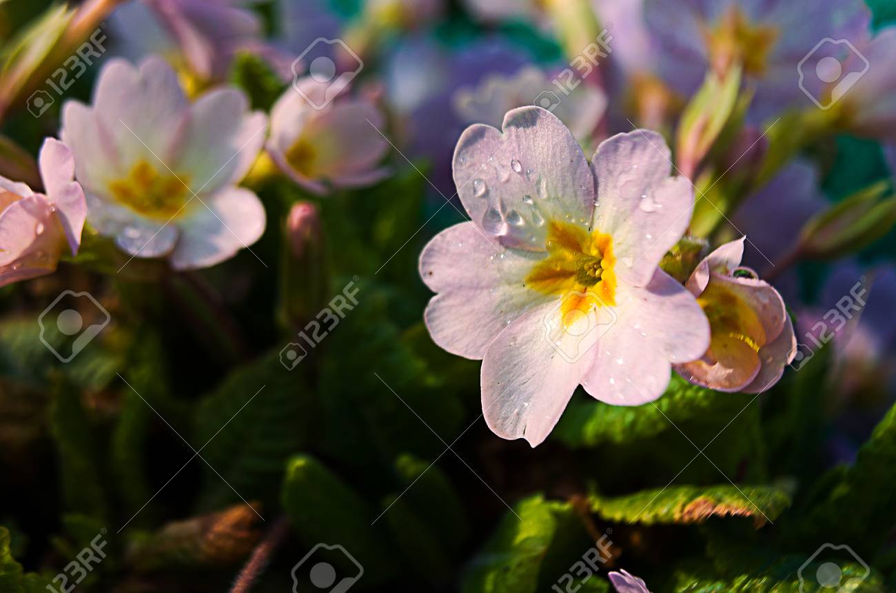 小さな春プリムローズすぐに咲くと幸せな春の日 の写真素材 画像素材 Image