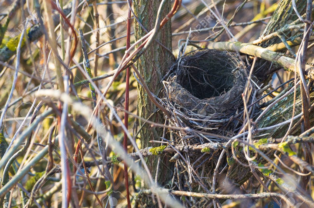 etiam-dictum-ipsum-a-felis