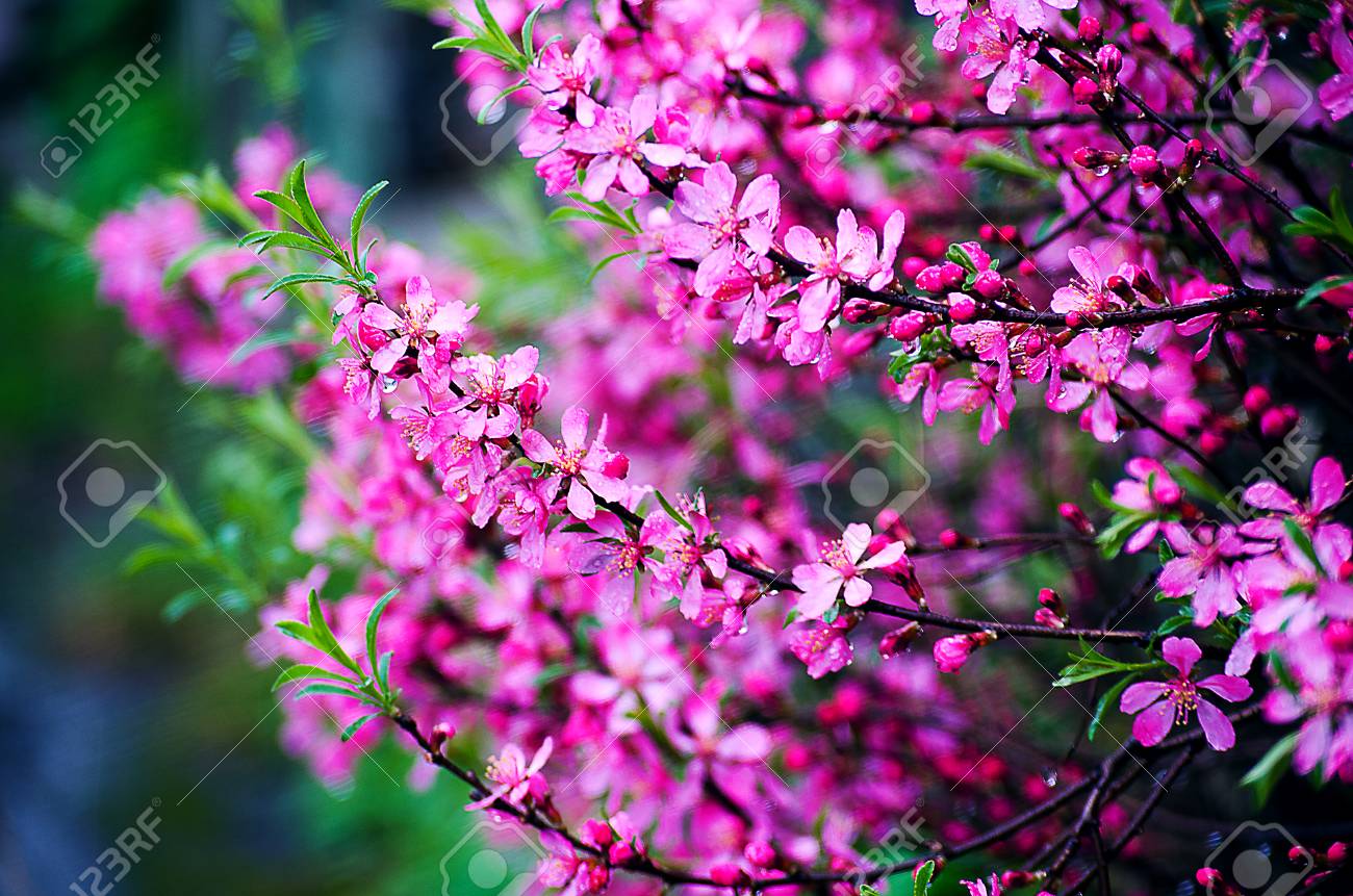 Belles Fleurs Roses Printemps Fleurs à Lextérieur Avec Le Plus Proche