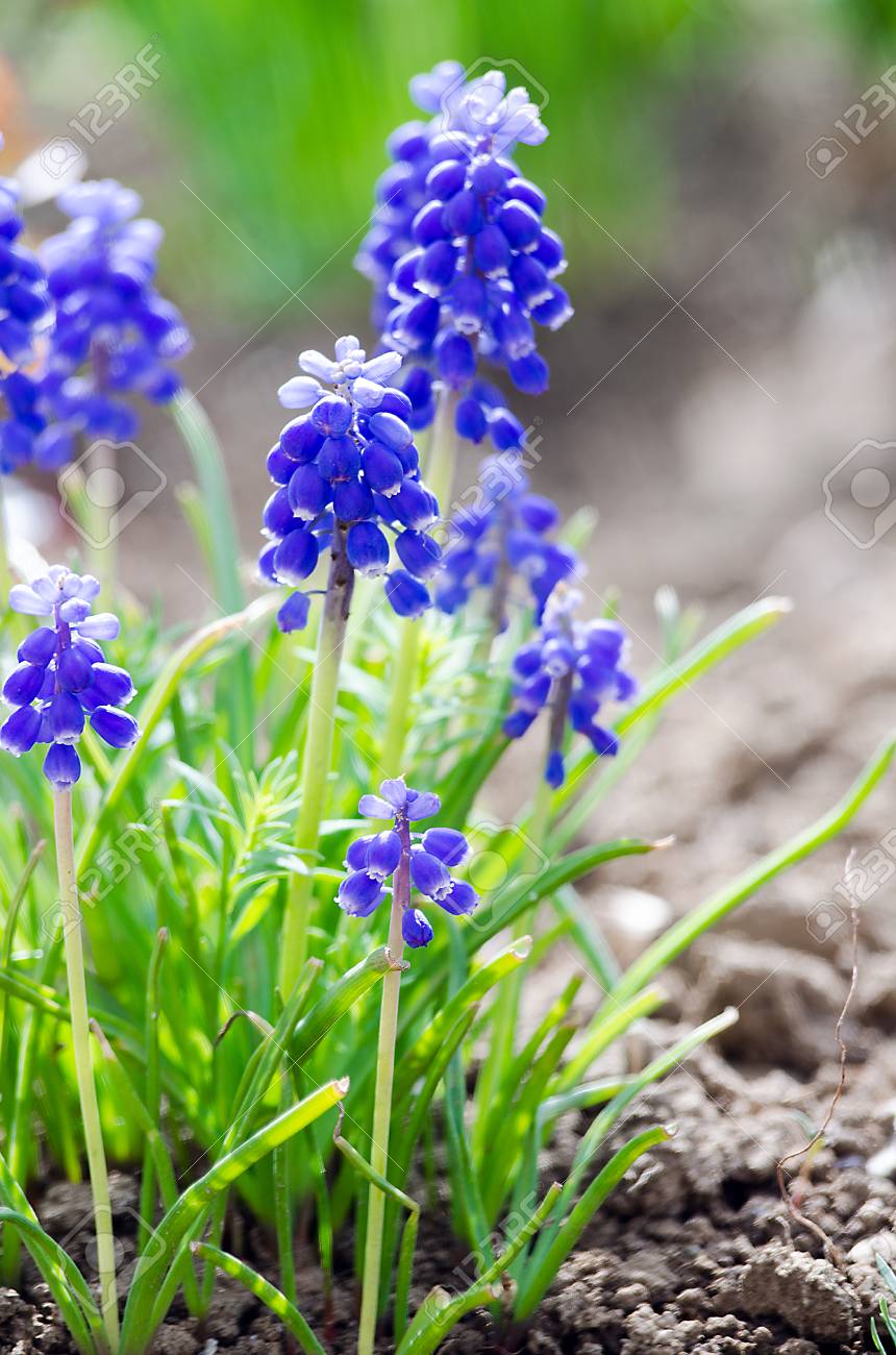 小さな青い花が咲き春 Muskari 屋外 の写真素材 画像素材 Image
