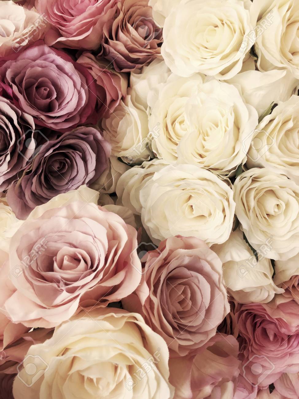 Beautiful Vintage Rose Background White Pink Purple Violet