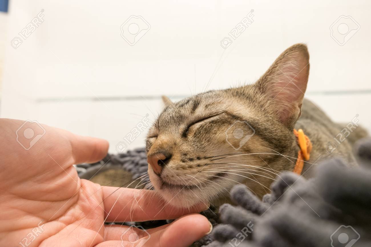 Banque d\u0027images , Femme main câlin chat adorable couché sur un tapis gris avec amour. Belles chatons mignons à la maison.